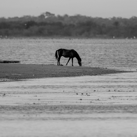 Our first stop was Crooked Tree Wildlife Sanctuary, run by Belize Audubon. The sanctuary features a large freshwater reservoir, shown here. While she appears all alone, the horse shown in the photo was surrounded by wildlife.