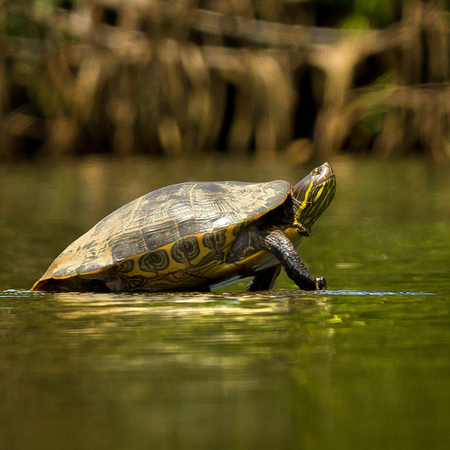 Bocatura (Belize)

Common name: Meso-American Slider
Latin: Trachemys venusta venusta