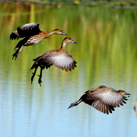 West Indian Whistling Ducks (2) (Puerto Rico)