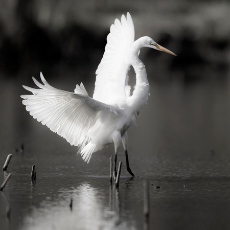 Great Egret (5) (Kenilworth Aquatic Gardens)