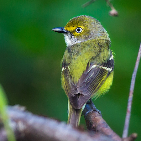 White-eyed Vireo (2) 
(Kenilworth Aquatic Gardens)