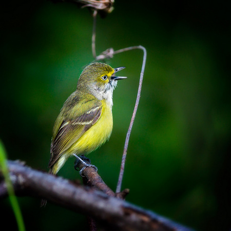 White-eyed Vireo (1) 
(Kenilworth Aquatic Gardens)