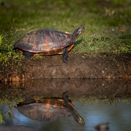 Painted Turtle (4) (Kenilworth Aquatic Gardens)