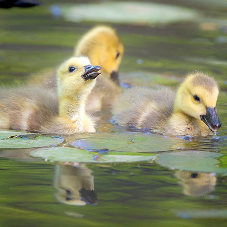 "Canada Goslings" (Kenilworth Aquatic Gardens)