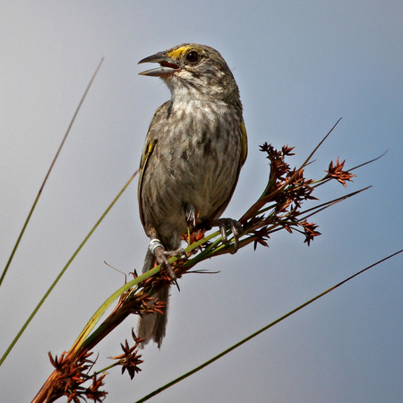 Cape Sable Seaside Sparrow, Male (1), on sawgrass 

Conservation Status: Endangered, Federal Register, March 11, 1967