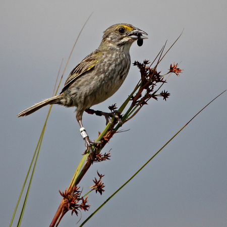 Cape Sable Seaside Sparrow, Male (3), on sawgrass with food for young. 

Conservation Status: Endangered, Federal Register, March 11, 1967