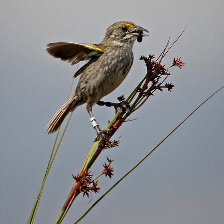 Cape Sable Seaside Sparrow, Male (4), on sawgrass with food for young. 

Conservation Status: Endangered, Federal Register, March 11, 1967