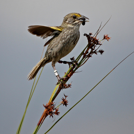 Cape Sable Seaside Sparrow, Male (4), on sawgrass with food for young. 

Conservation Status: Endangered, Federal Register, March 11, 1967