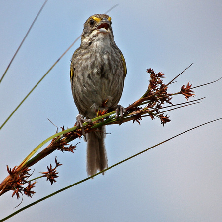 Cape Sable Seaside Sparrow, Male (6), on sawgrass. 

Conservation Status: Endangered, Federal Register, March 11, 1967
