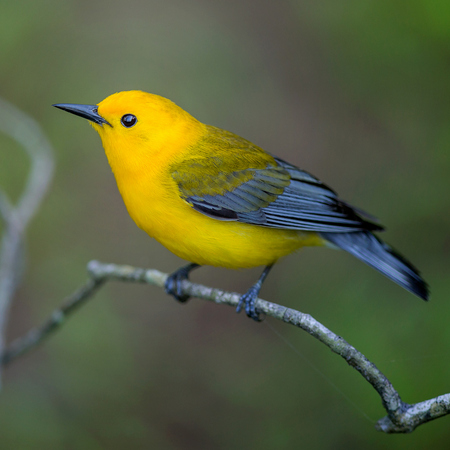 Prothonotary Warbler, male (Huntley Meadows Park, Alexandria)