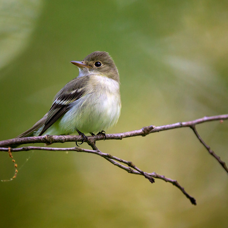 Acadian Flycatcher, male (Huntley Meadows Park, Alexandria)