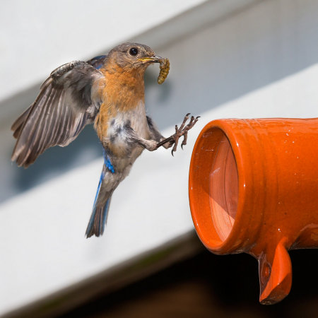 Female Eastern Bluebird (1), with food for nestlings (Gainesville, VA)