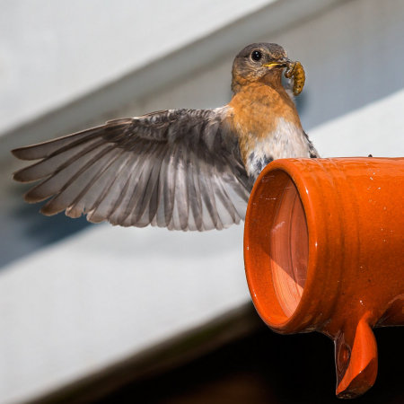 Female Eastern Bluebird (2), with food for nestlings (Gainesville, VA)