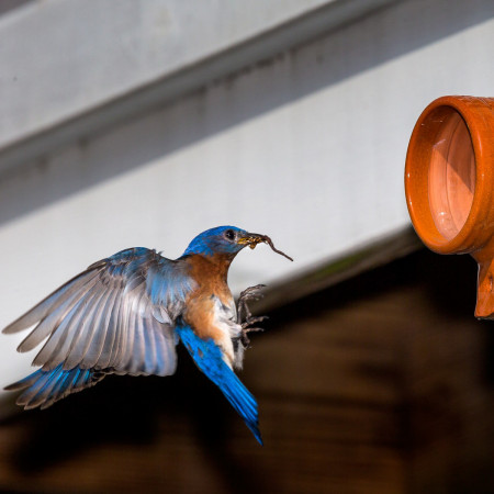 Male Eastern Bluebird (2) with food for nestlings (Gainesville, VA)