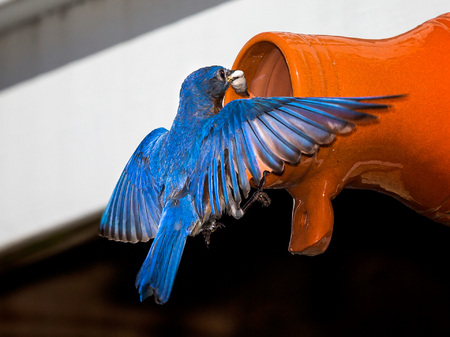 Male Eastern Bluebird (3) removing faecal sac from nest after having dropped off food (Gainesville, VA)