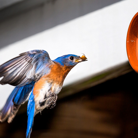 Male Eastern Bluebird (4) with food for nestlings (Gainesville, VA)