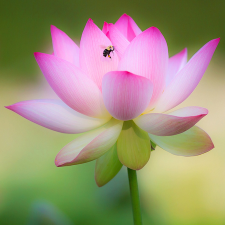 Lotus Flower & Bumblebee