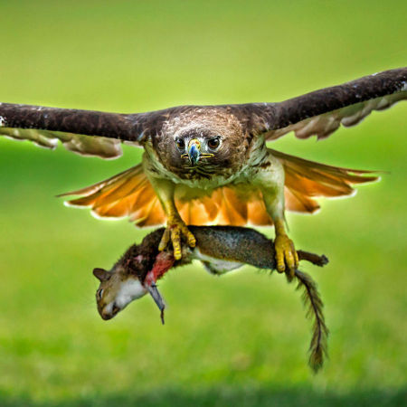 Red-tailed Hawk, with lunch (Centreville, VA)