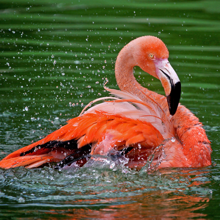 American Flamingo (1)