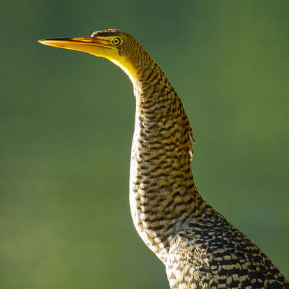 Bare-throated Tiger Heron (Belize)