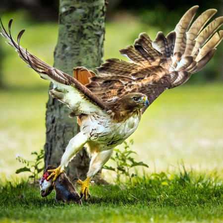 Red-tailed Hawk, with lunch (Centreville, VA)