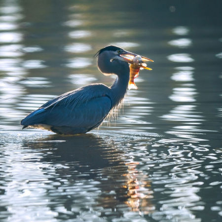 Great Blue Heron, with yellow perch (1) (Dyke Marsh)