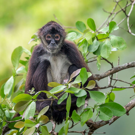 The Yucatán spider monkey (Ateles geoffroyi yucatanensis) is a subspecies of the Geoffroy's Spider Monkey and is one of the two primates native to Belize.

Conservation Status: IUCN Red List, Endangered