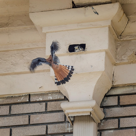 The male had a mate, and they had made a nest out of a drain pipe structure under the eaves of a condominium  building! 