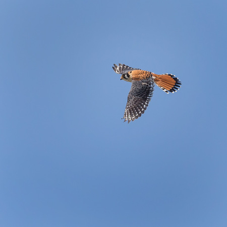 The adult male Kestrel flies on a clear, sunny day.