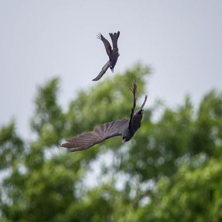 Common Grackles do not like Crows, either. 