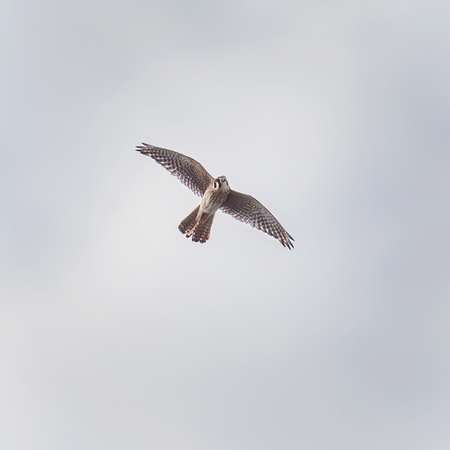 The female Kestrel was curious, often looking right at me and my camera lens!