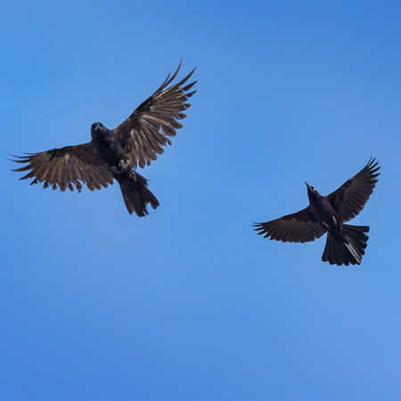 Two of the more aggressive and intelligent species: an American Crow (left) and a Common Grackle (right)