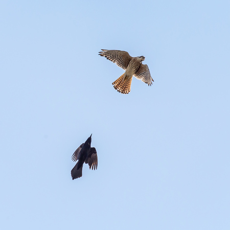 The female looks back, trying to evade the persistent blackbird. Her mouth is open because she was screaming bloody murder!