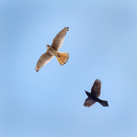 The "klee-klee-klee-klee!" alarm call is a common sound you'll hear when the Kestrels are being chased around, such as in this scene with a Common Grackle.