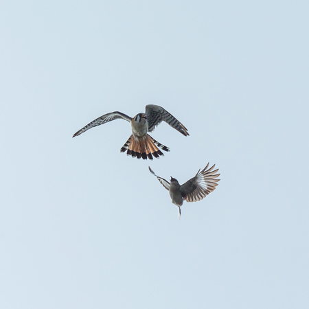 Mockingbirds can be surprisingly bold, and go after the kestrels whenever they can. 