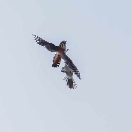 After colliding in midair, the male Kestrel tries to regain control.