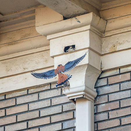 The nest cavity is directly across the street from Cardozo High School, and the administration was accommodating and allowed me to take pictures from school property. In this photo, the male is bringing the adult female (shown peeking out of the nest cavity) his most recent catch: a small, de-feathered bird. 