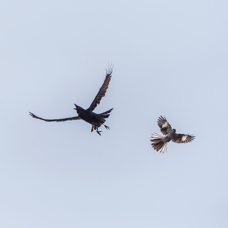 Crows and Mockingbirds (Northern mockingbird, right)  spend much of their time harassing one another, as well as other species, particularly the Kestrels!