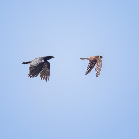 Life can be tough for these little falcons. Crows see them not only as a threat, but also as competitors for scarce resources. The crows and kestrels are enemies- they clearly don't like each other around!