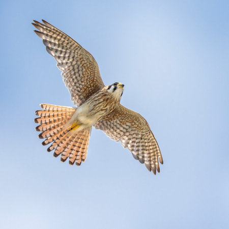 American Kestrels are gorgeous birds- here's the female. 