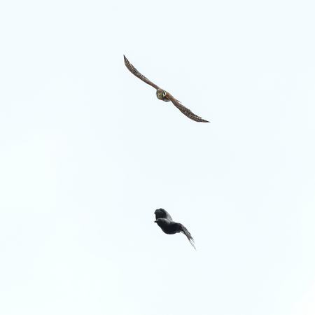 The male Kestrel joined in the fun (out of frame) as the female continues in hot pursuit.