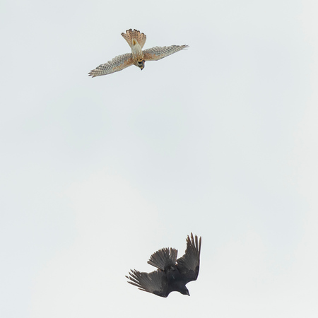 THE TABLES HAVE TURNED: When this crow got too close to the nest, the female Kestrel exploded out in full attack-mode. 