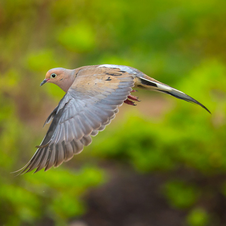 Here's a male Mourning Dove, literally chasing after a female he found attractive.  