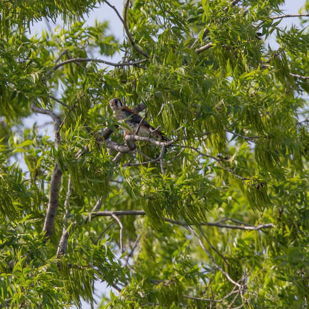 I followed the call and found the bird- an American Kestrel, the smallest of the North American Falcons. Here is the male on his favorite tree perch. I wondered what a bird of the open countryside was doing in such a busy, urban area! It was too late for him to be a migrant just passing through; he was there for a reason. After watching him for awhile, I discovered . . .