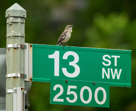 Walking down 13th St. NW in Columbia Heights, I heard a call familiar to me: "klee-klee-klee-klee!" Except it sounded like a bird that had no business hanging out in Columbia Heights in early June. Maybe a Mockingbird was tricking me?