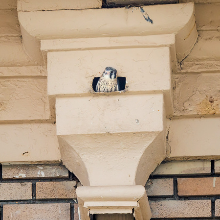 FIRST CONTACT: The male nestling is getting very close to fledging, and is often peering out of the nest. He is fascinated by any and everything that flies by, and a few times he definitely noticed me across the street!