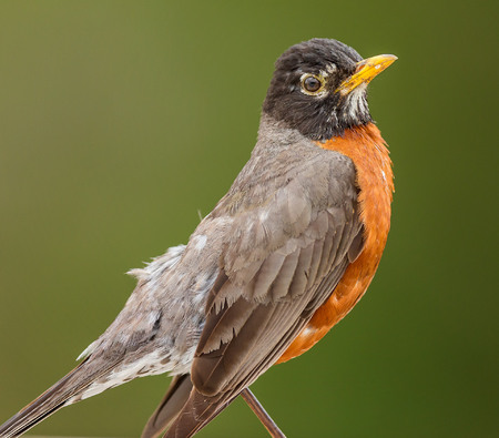Columbia Heights, particularly the blocks with higher tree cover, is home to a number of bird species, some as universally recognizable as this American Robin.
