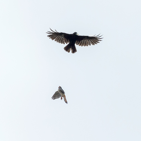 Here's the male Kestrel approaching fast from below!