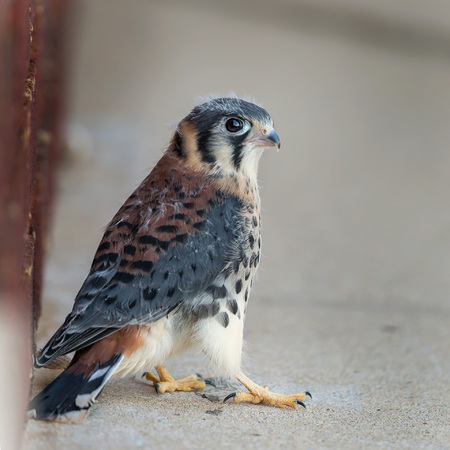 I was correct that the young kestrel was close to fledging; the next morning I arrived at the site and found the young male out of the box and across the street on a ledge of the High School building façade. A large interspecies mob of birds was harassing the poor falcon, and his parents were nowhere in sight! The world can be a cold and cruel place for a young fledgling Kestrel.