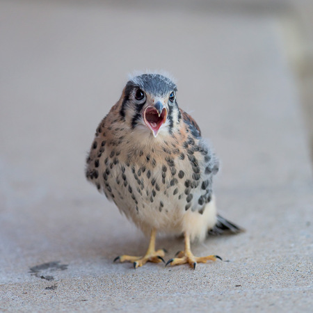 robins, grackles, mockingbirds and crows that had been attacking him, but I (and my enormous camera equipment) must have been just as scary. 